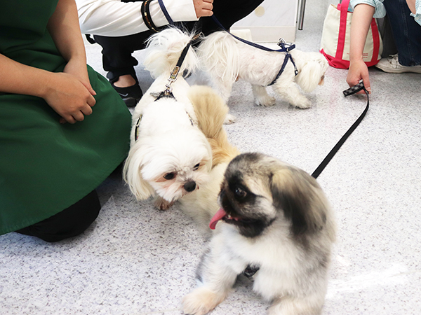 卒業生が里親犬と遊びに来てくれました☆